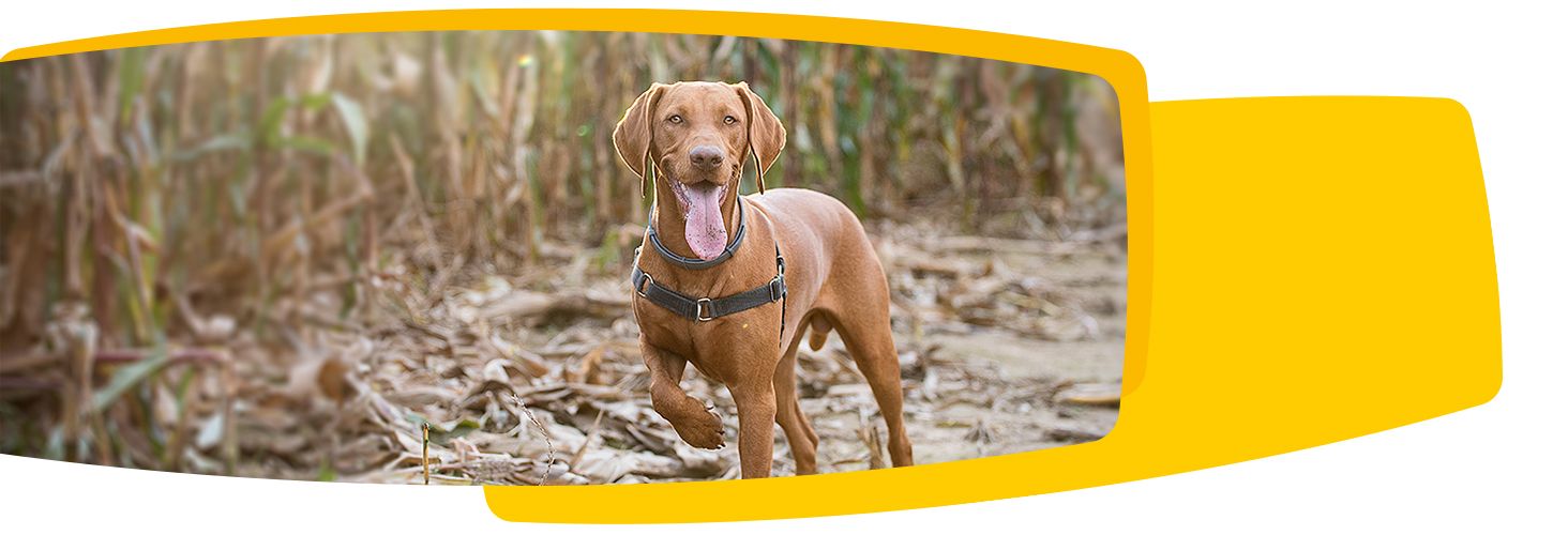 Josera - film produktowy Josera - film produktowy